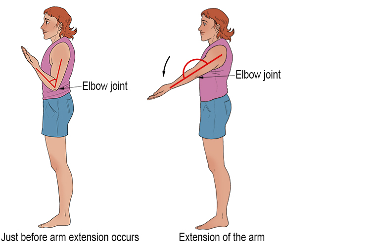 Extension occurs when your elbow straightens and your arm extends.